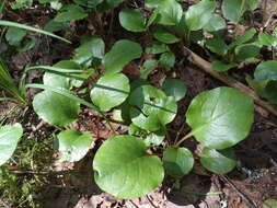 Image of Pyrola media Sw.