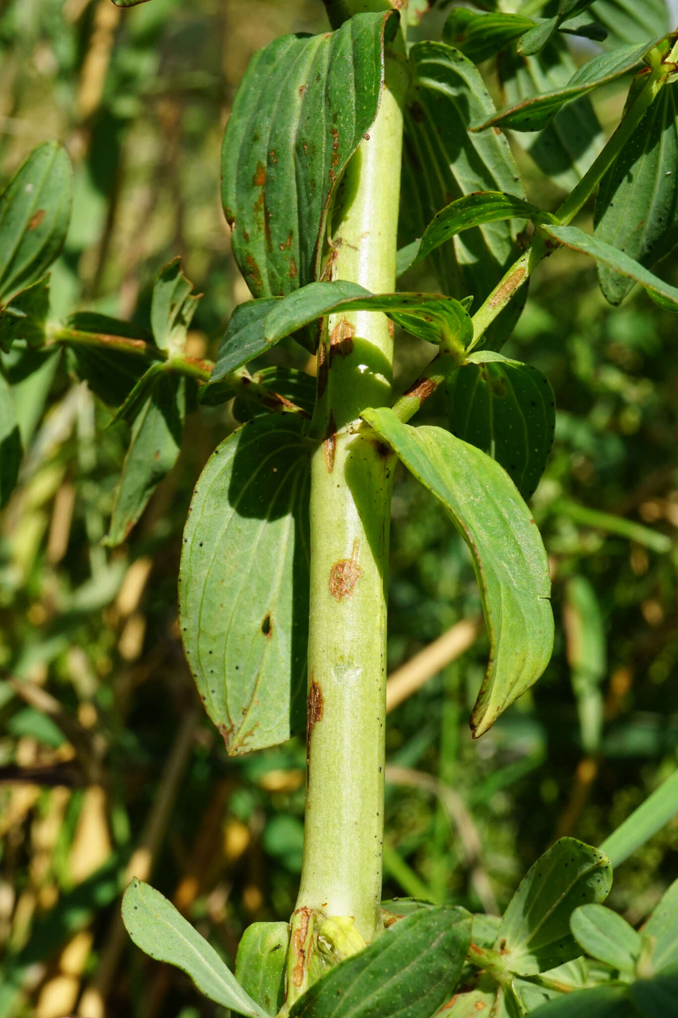 Sivun Hypericum desetangsii Lamotte kuva