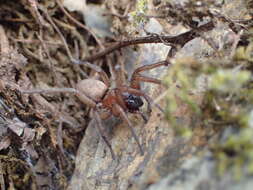 Image of Drassodes lapidosus (Walckenaer 1802)