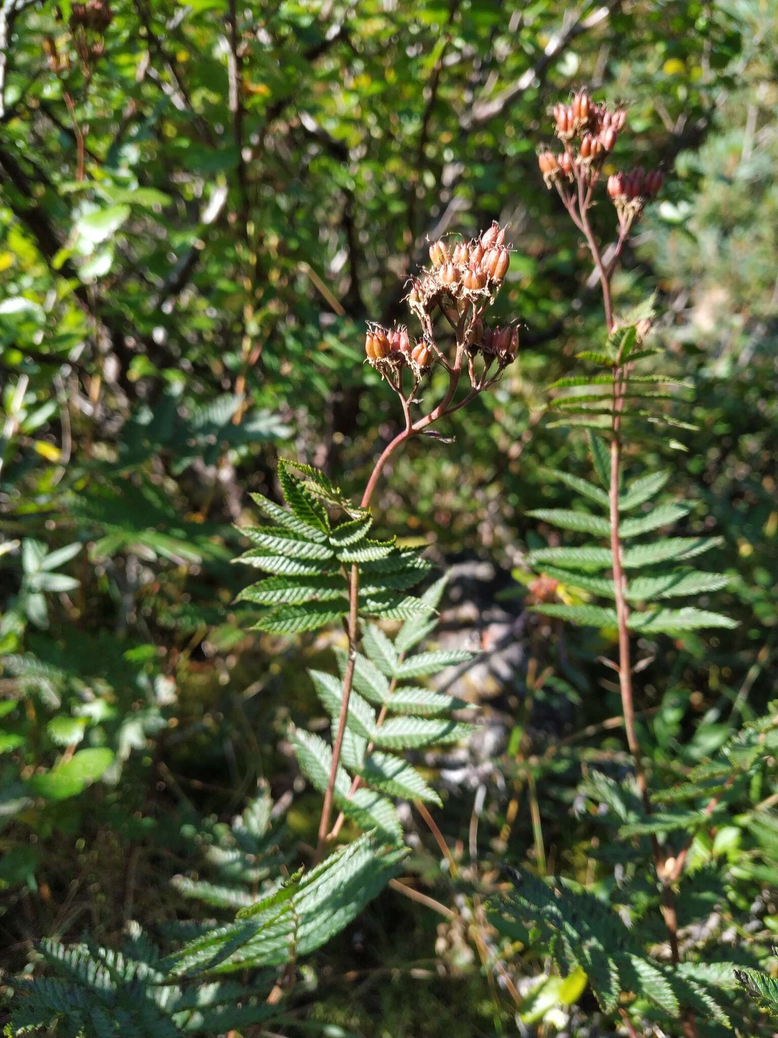 Sorbaria pallasii (G. Don) Pojark.的圖片