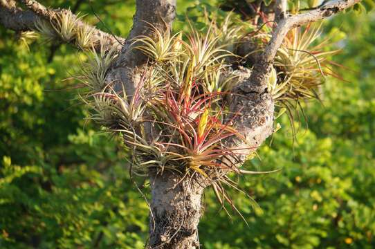 Tillandsia concolor L. B. Sm.的圖片