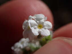 Слика од Cryptantha incana Greene