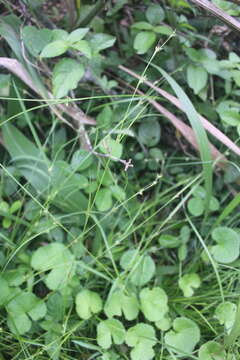 Image of Carex uhligii K. Schum. ex C. B. Clarke