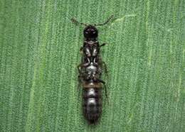 Image of Rove beetle