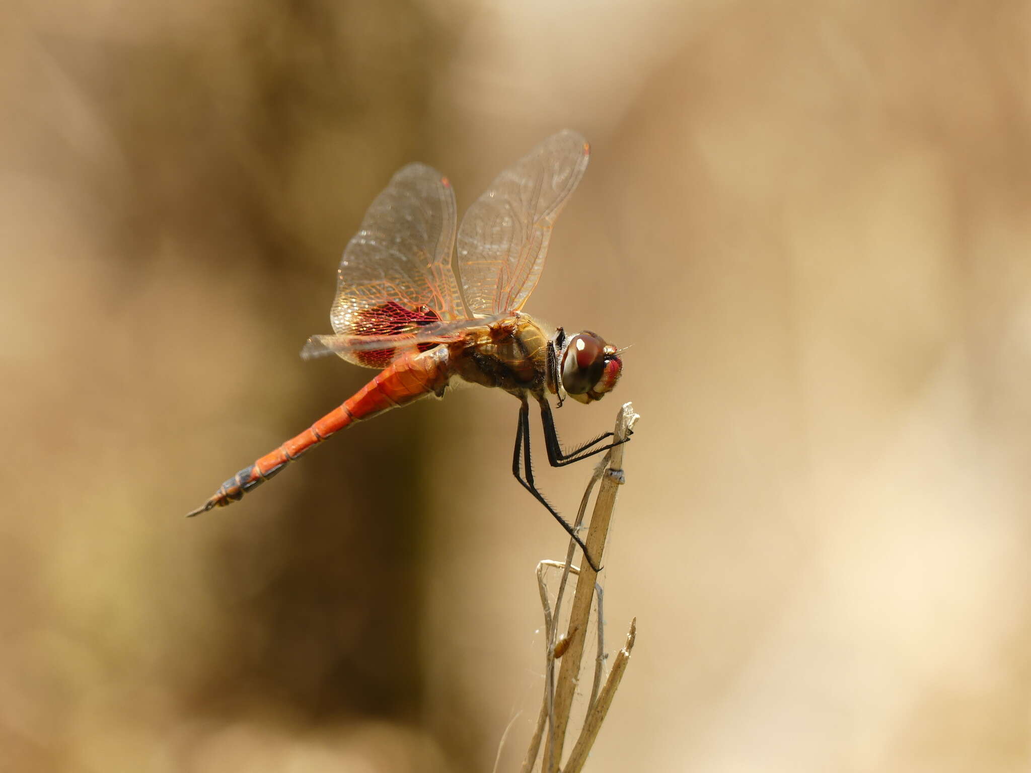 Image of Common Glider