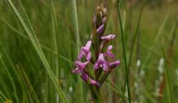 Image of Disa stachyoides Rchb. fil.