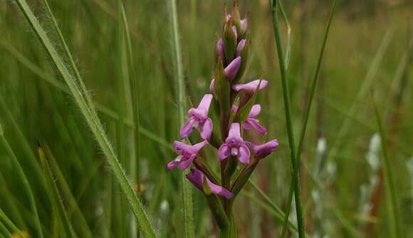 Imagem de Disa stachyoides Rchb. fil.