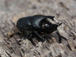 Image of Scooped Scarab