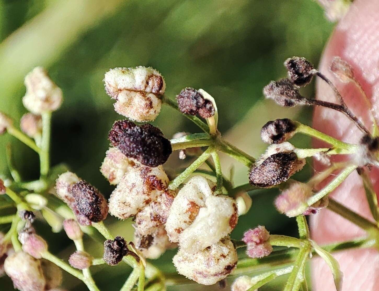 Image of Galium pseudoboreale Klokov