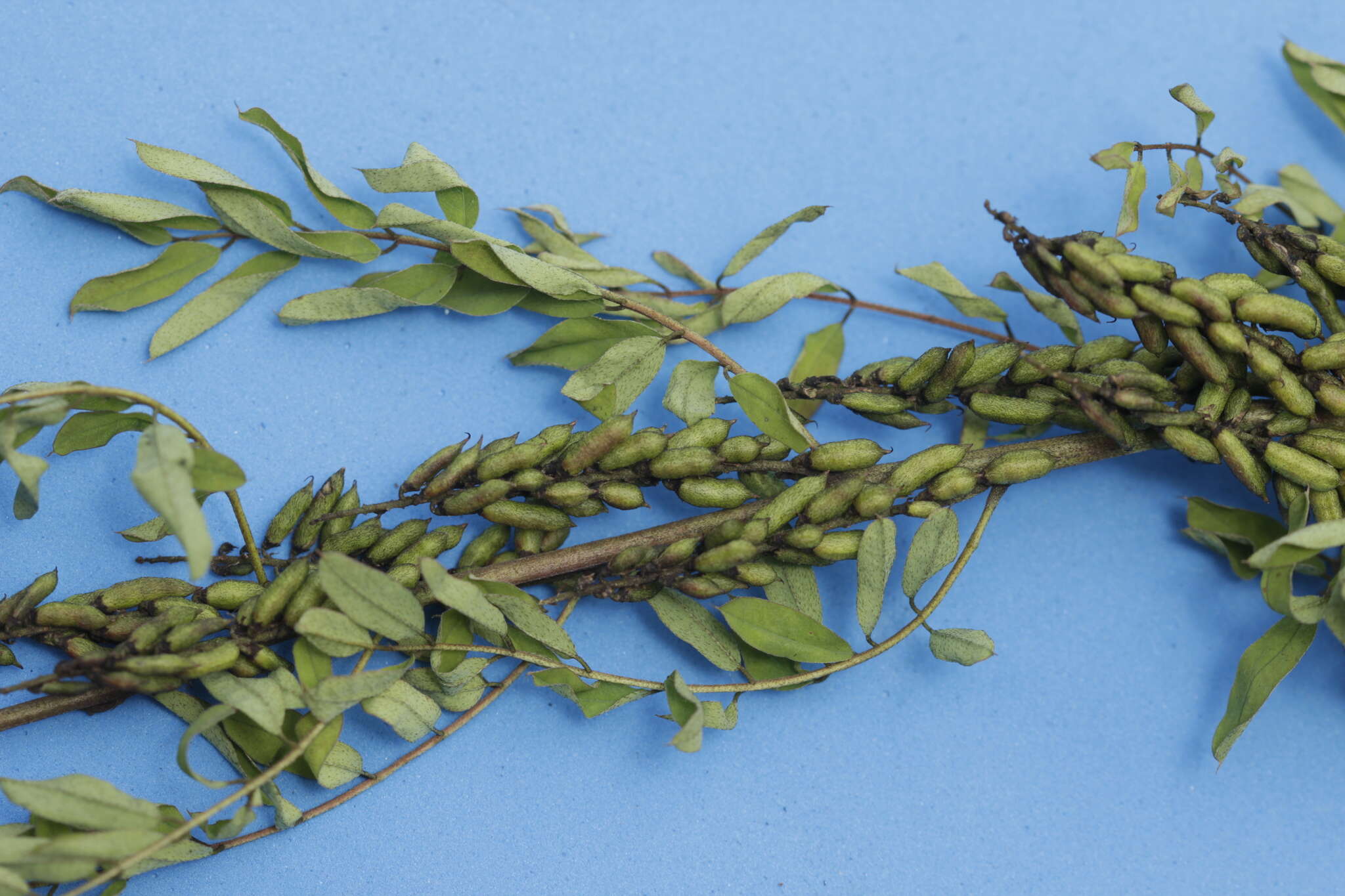 Image of Indigofera densiflora M. Martens & Galeotti