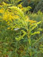 Image of Red Goldenrod Aphid