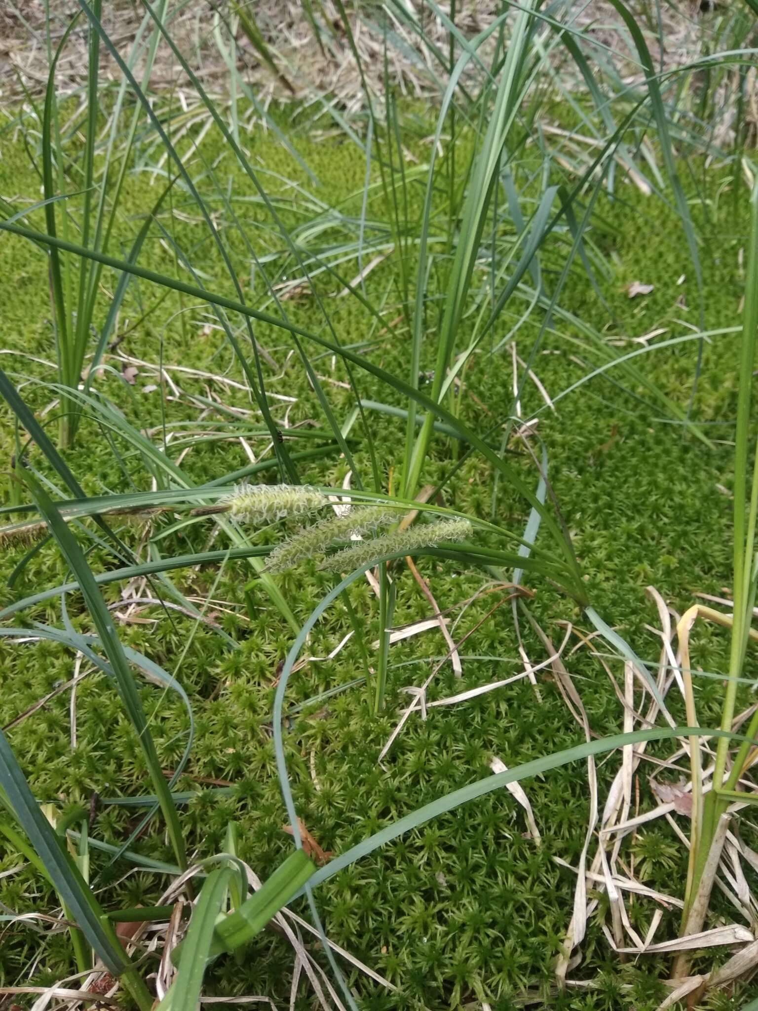 Image of beaked sedge