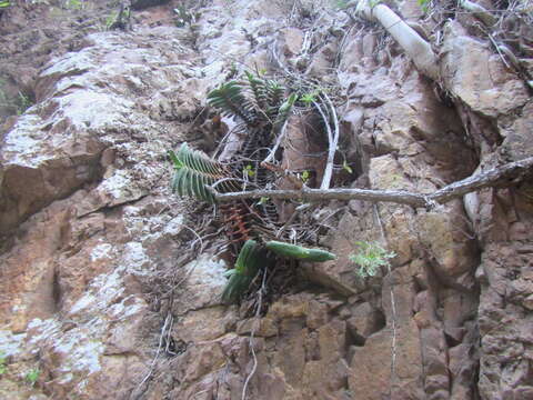 Image of Gasteria rawlinsonii Oberm.