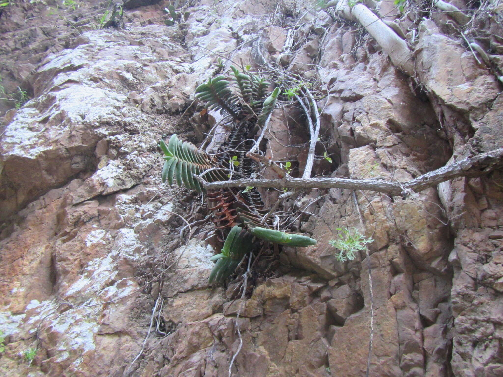 Слика од Gasteria rawlinsonii Oberm.