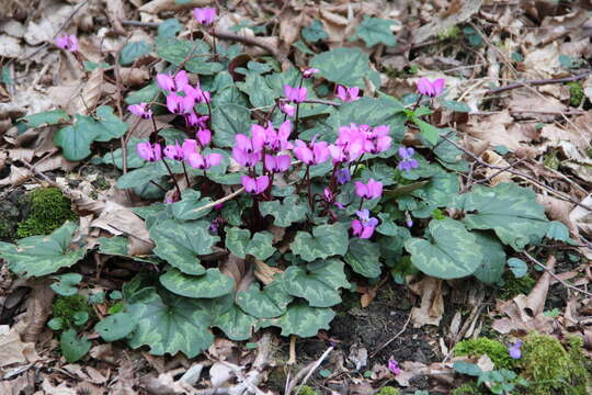 Image of Cyclamen coum subsp. caucasicum (C. Koch) O. Schwarz