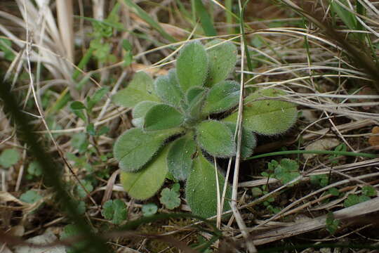 Imagem de Myosotis saxosa Hook. fil.