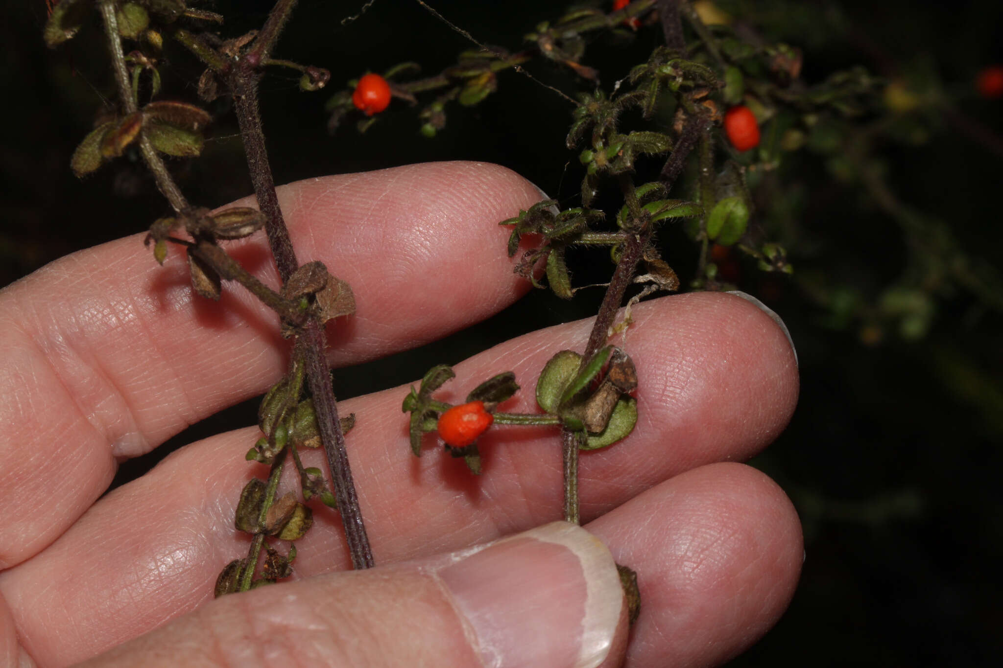 Image of Galium hypocarpium (L.) Endl. ex Griseb.