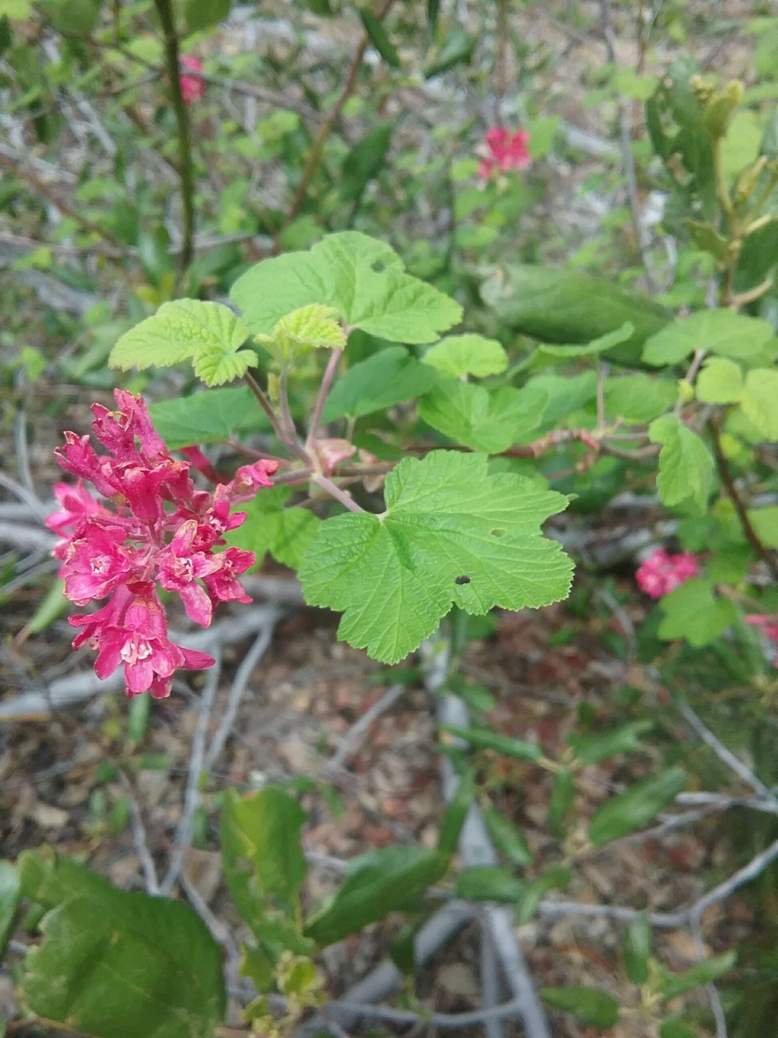 Imagem de Ribes sanguineum var. sanguineum