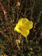 Oenothera elata Kunth的圖片