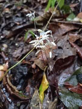 Imagem de Gymnosiphon suaveolens (H. Karst.) Urb.