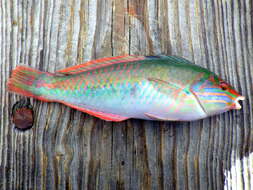 Image of Clown Wrasse