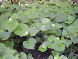 Imagem de Viola canadensis var. rugulosa (Greene) C. L. Hitchc.