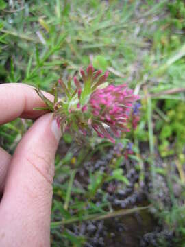 Image of Castilleja cerroana Edwin