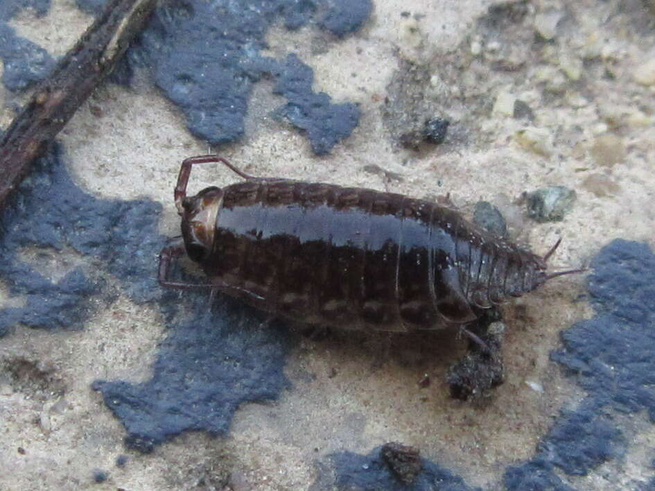 Image of Korean Rockslater