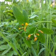 Plancia ëd Medicago platycarpa (L.) Trautv.