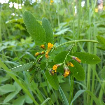 Image of Medicago platycarpa (L.) Trautv.