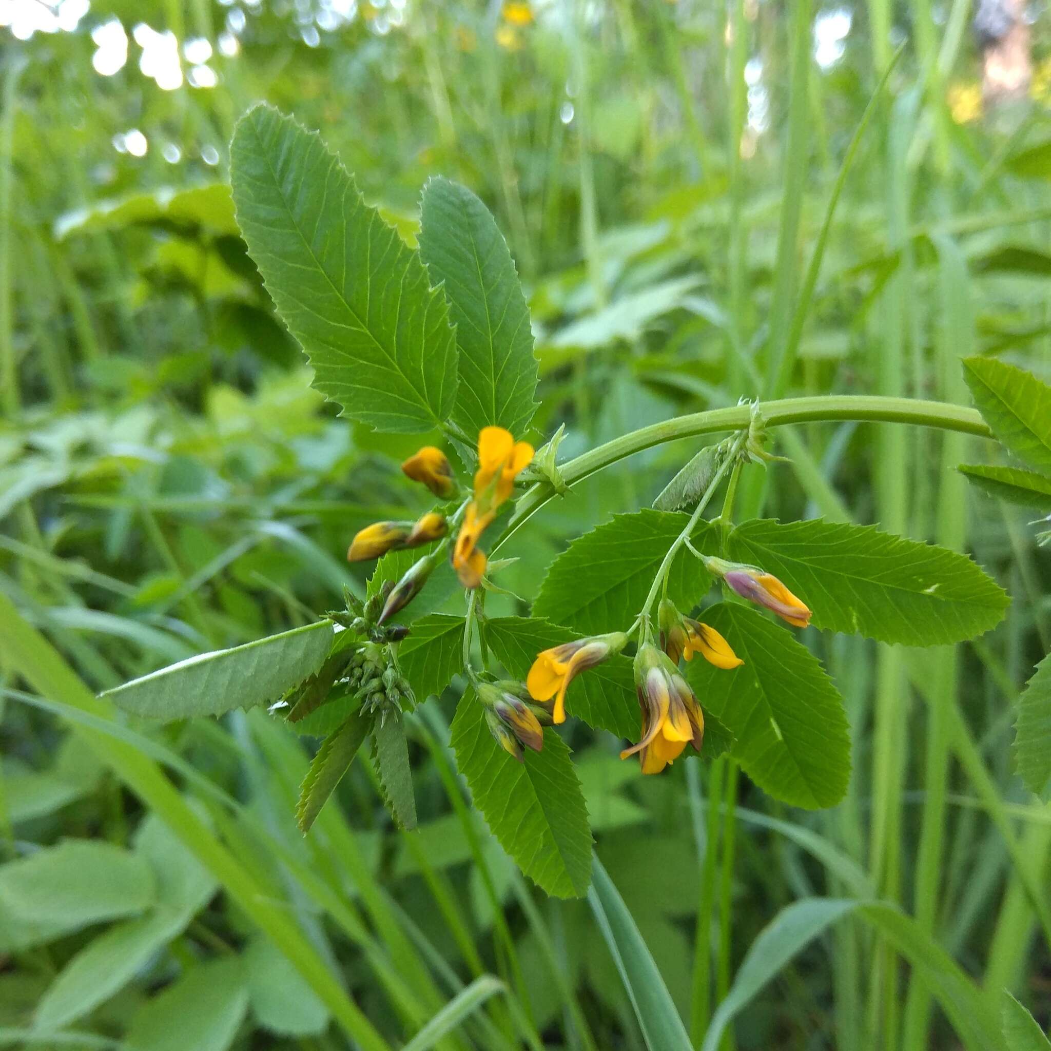 Plancia ëd Medicago platycarpa (L.) Trautv.