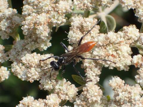 Image of Prionyx parkeri Bohart & Menke 1963