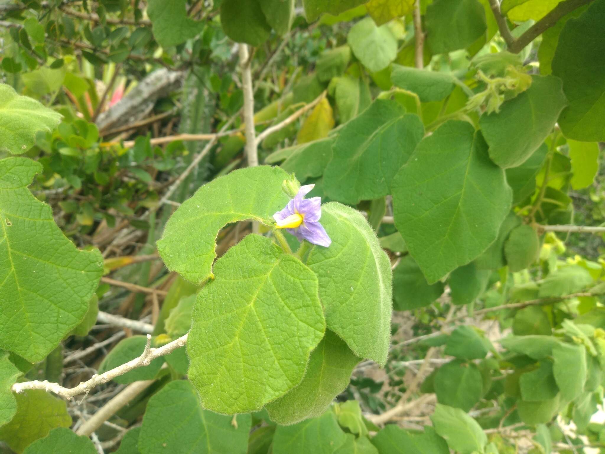 Image of Solanum cordifolium Dun.