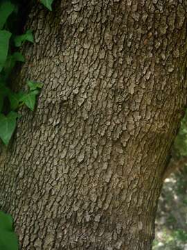 Plancia ëd Platanus orientalis L.