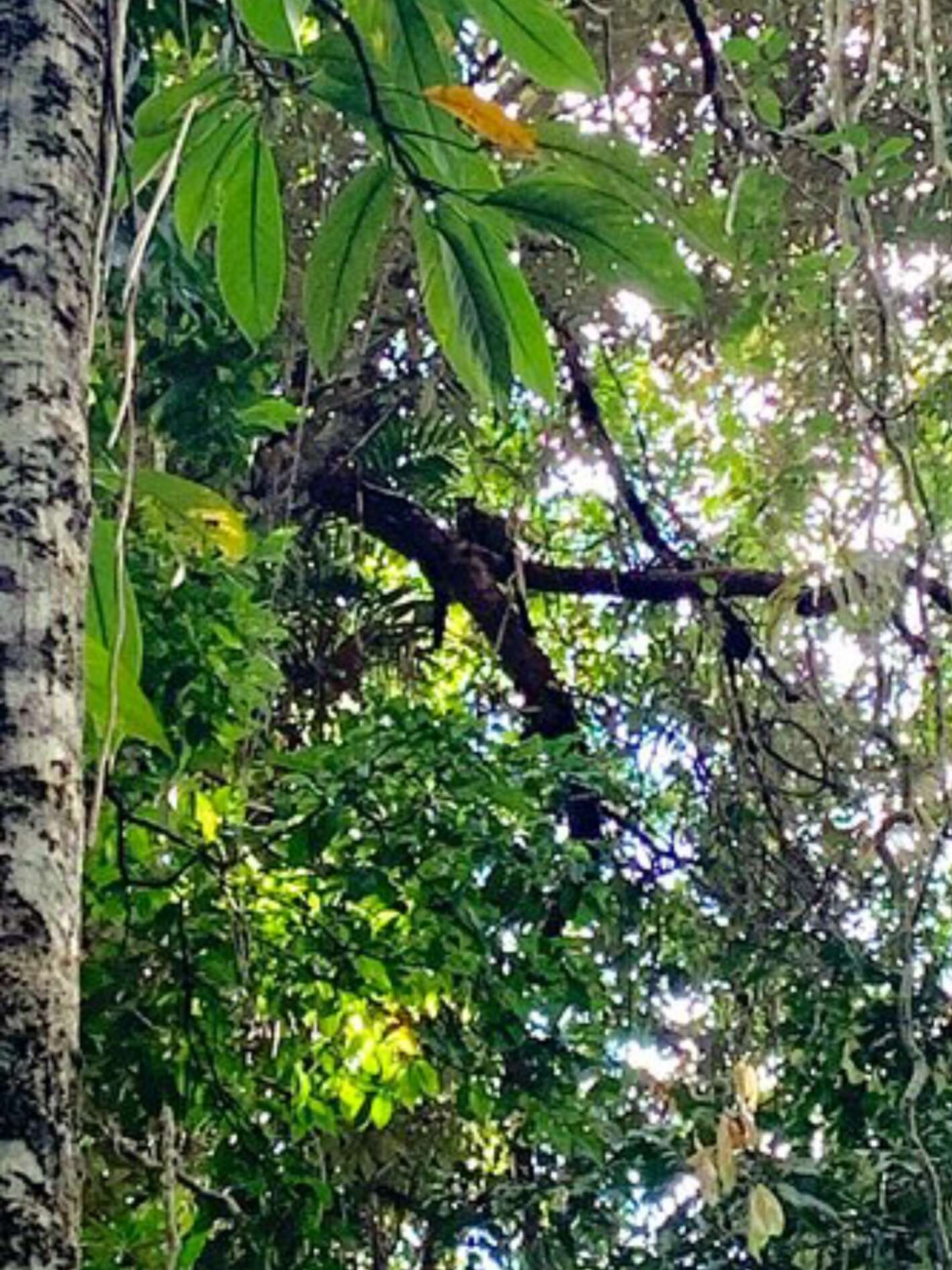 Image of Bennett's Tree Kangaroo