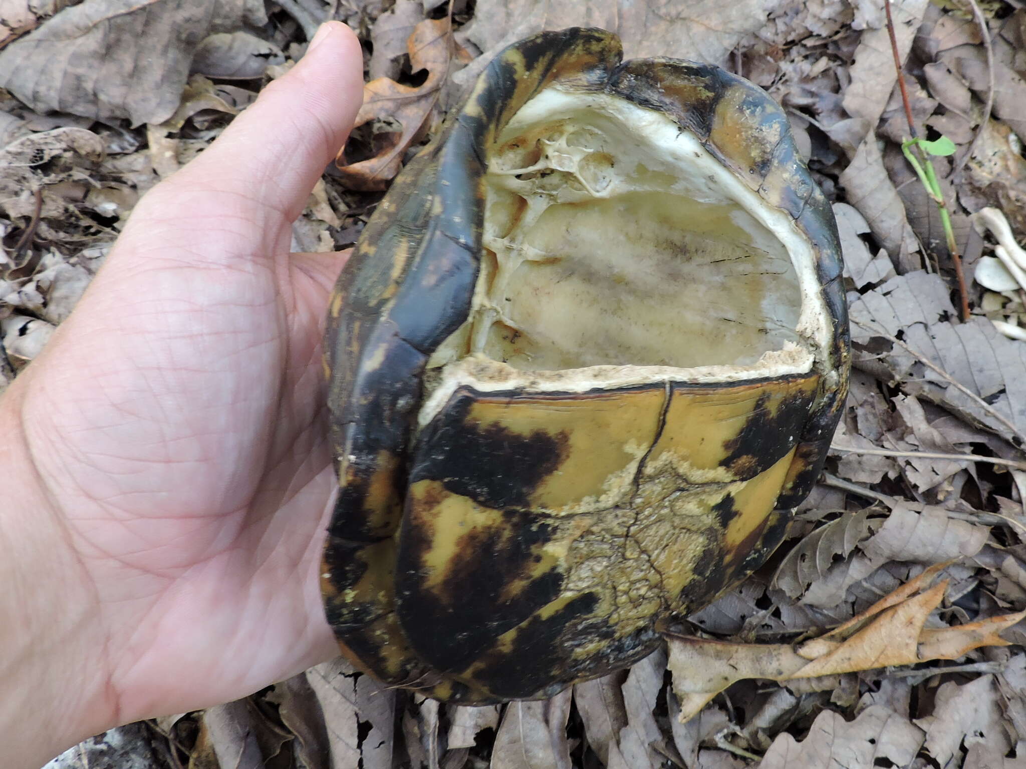 Image of Eastern box turtle