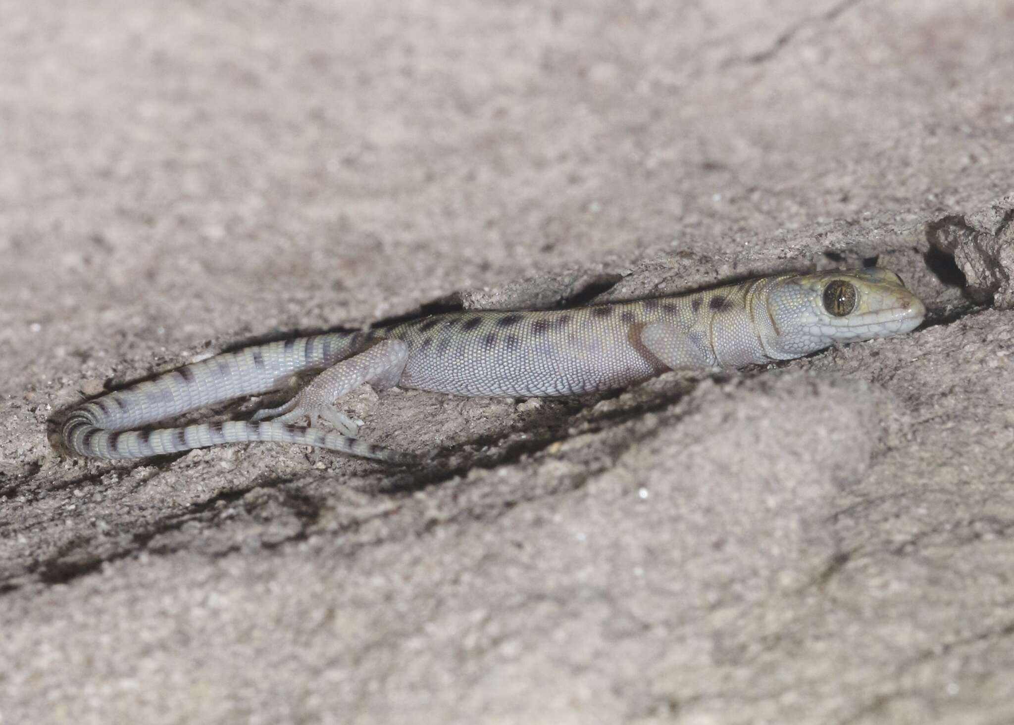 Image of Sandstone Night Lizard