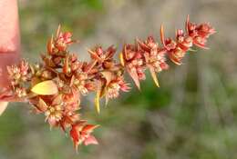 Image of Crassula bergioides Harv.