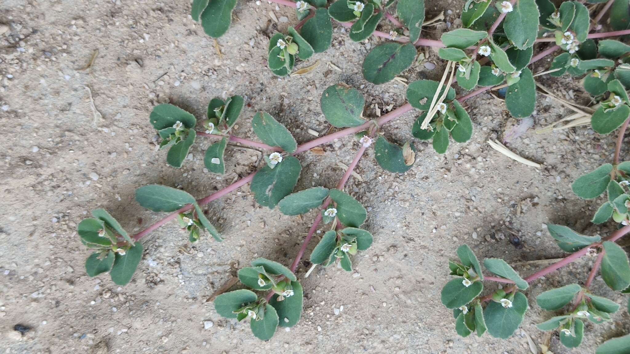 Image of Euphorbia chamaesyce L.