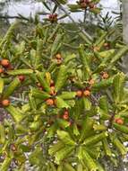 Imagem de Ilex opaca var. arenicola (Ashe) Ashe