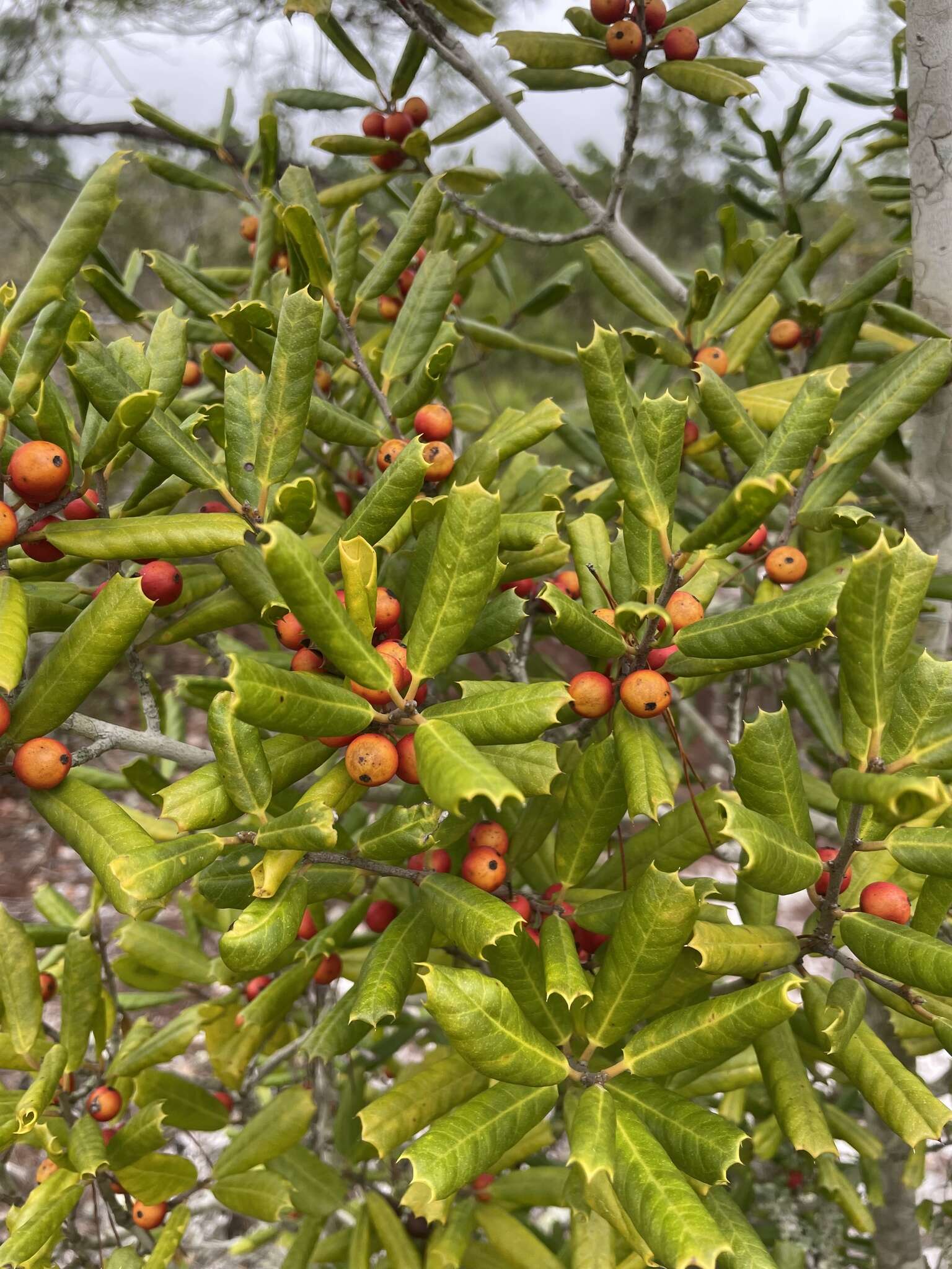 Imagem de Ilex opaca var. arenicola (Ashe) Ashe