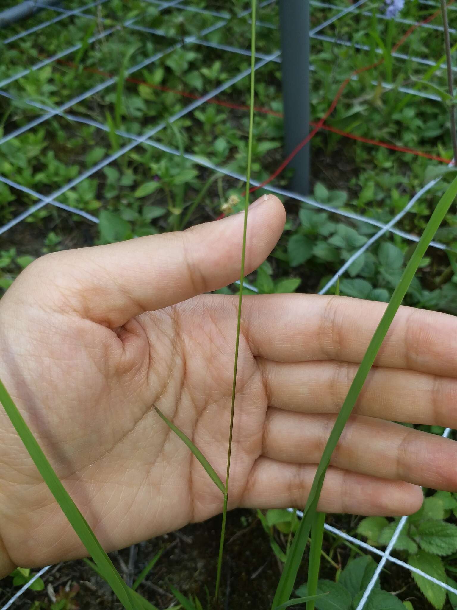 Plancia ëd Sacciolepis indica (L.) Chase