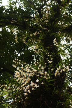 Plancia ëd Dendrobium amoenum Wall. ex Lindl.