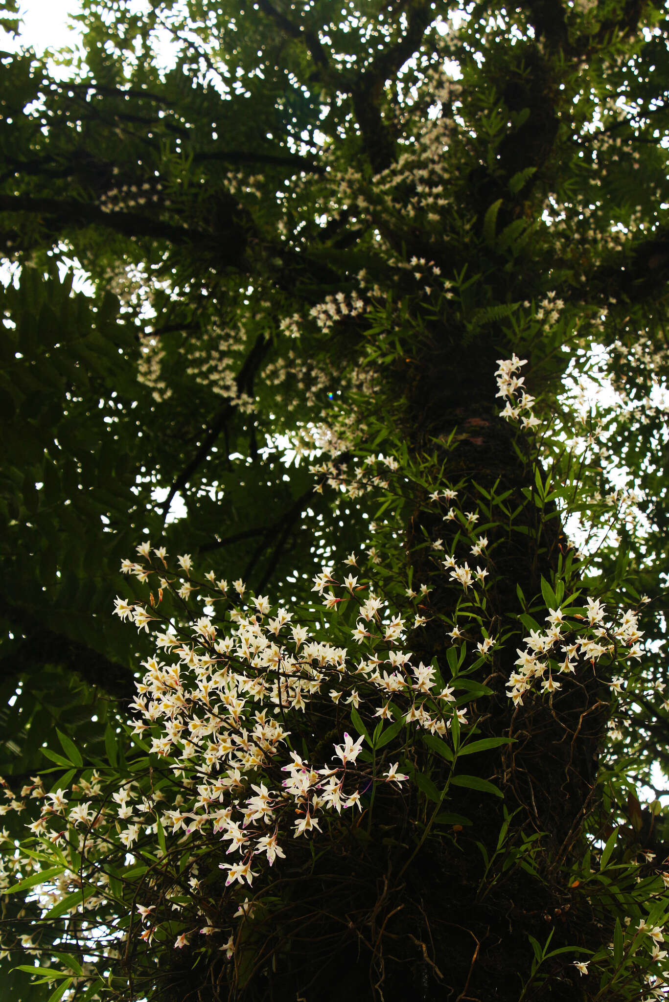 Imagem de Dendrobium amoenum Wall. ex Lindl.