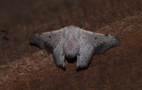 Image de Lacosoma philastria Schaus 1928