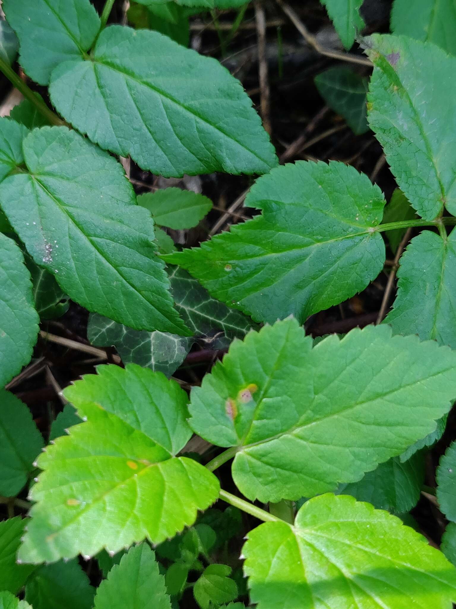 Image of Puccinia aegopodii (Schumach.) Link 1817