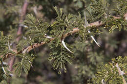 Vachellia hebeclada (DC.) Kyal. & Boatwr. resmi