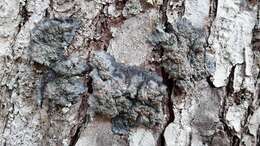 Image of degelia lichen