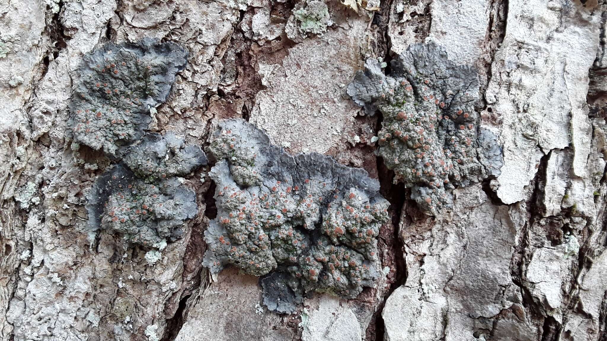 Image of degelia lichen