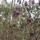 Image of Acacia kybeanensis Maiden & Blakely